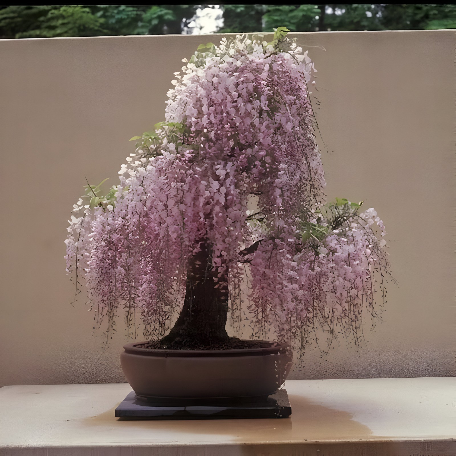 Pink Wisteria Bonsai Tree seeds + simple growing instructions