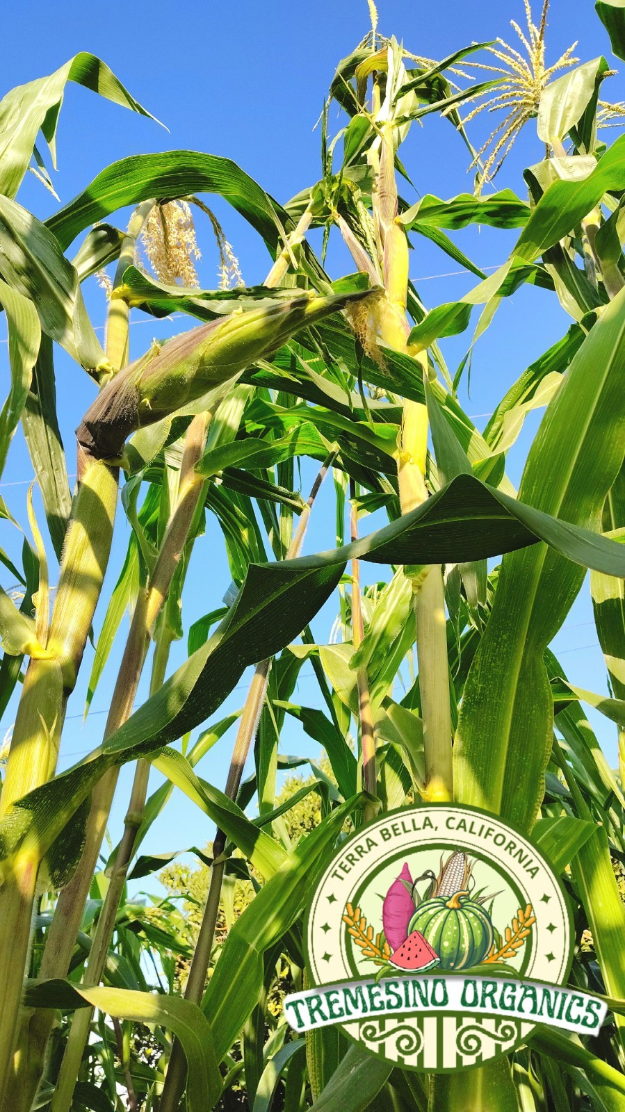Mexican Conico White Corn 50 Seeds- Maiz Conico Mexicano, 50 Semillas