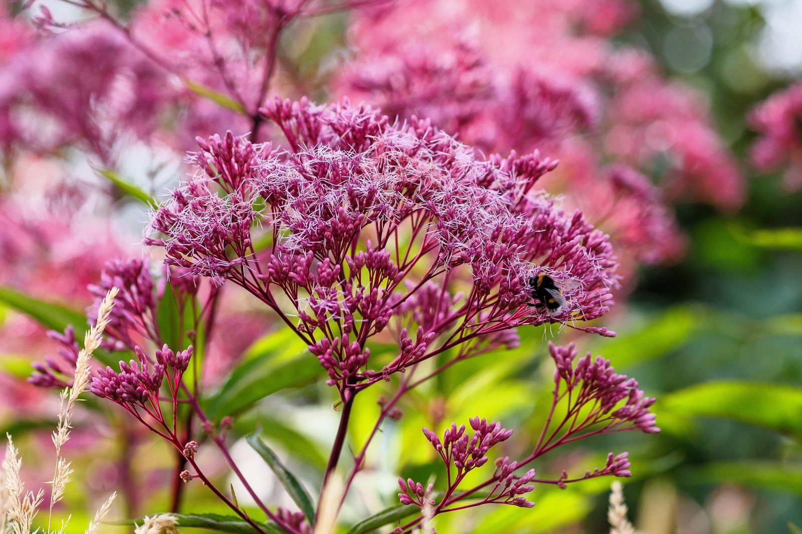50 Pink JOE PYE WEED Eupatorium Maculatum Flower Seeds