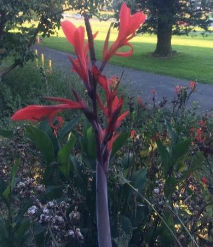Canna indica | Red Canna Lily | Indian Shot | Edible Canna | 10 Seeds