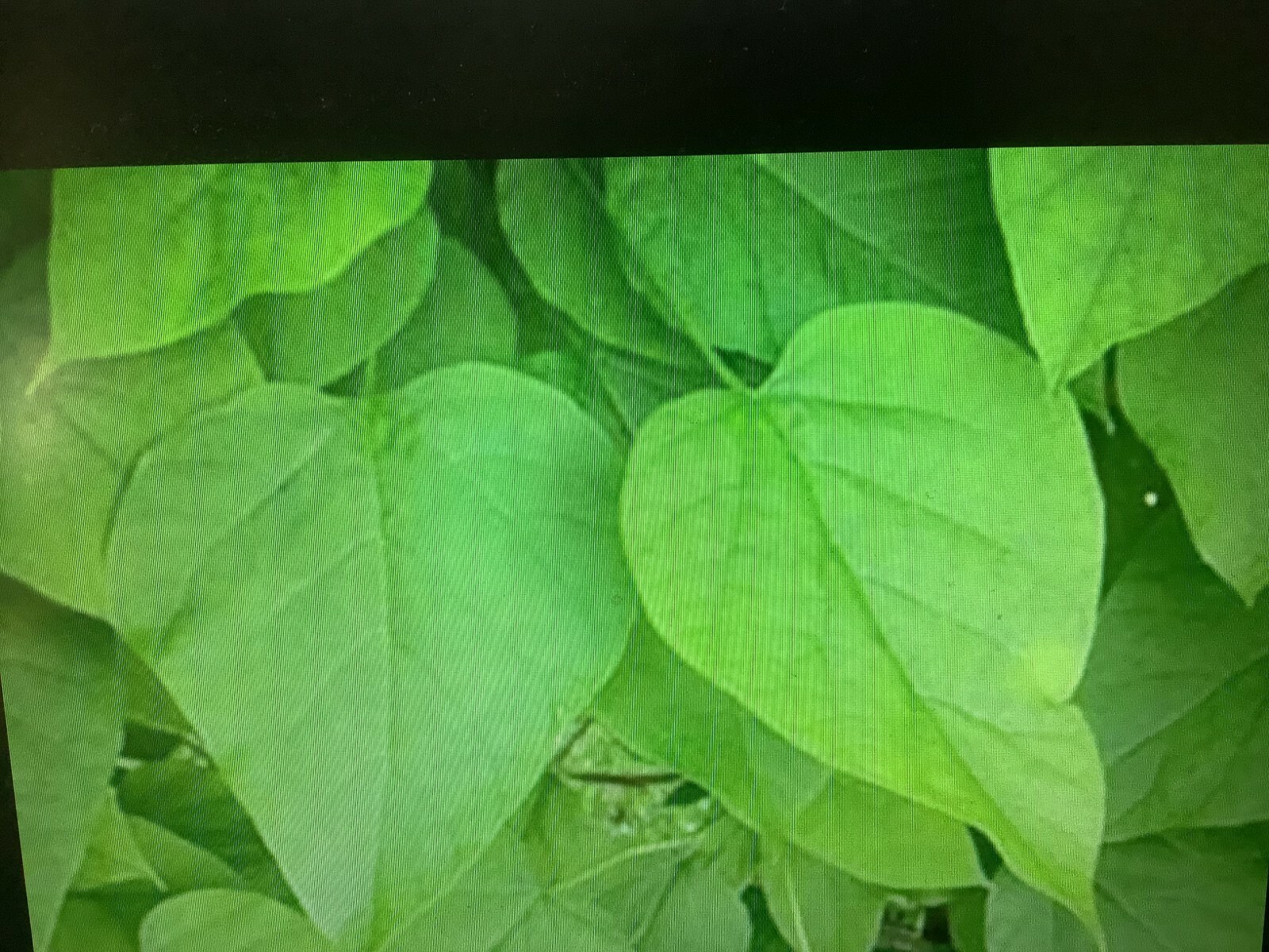 Catalpa tree seeds Northern E-Z Hardy 35+ Ct. FREE EASY START GUIDE INCLUDED