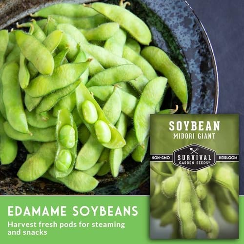 Midori Giant Soybean Seeds for Planting – Grow Protein-Rich Edamame Pods in 1