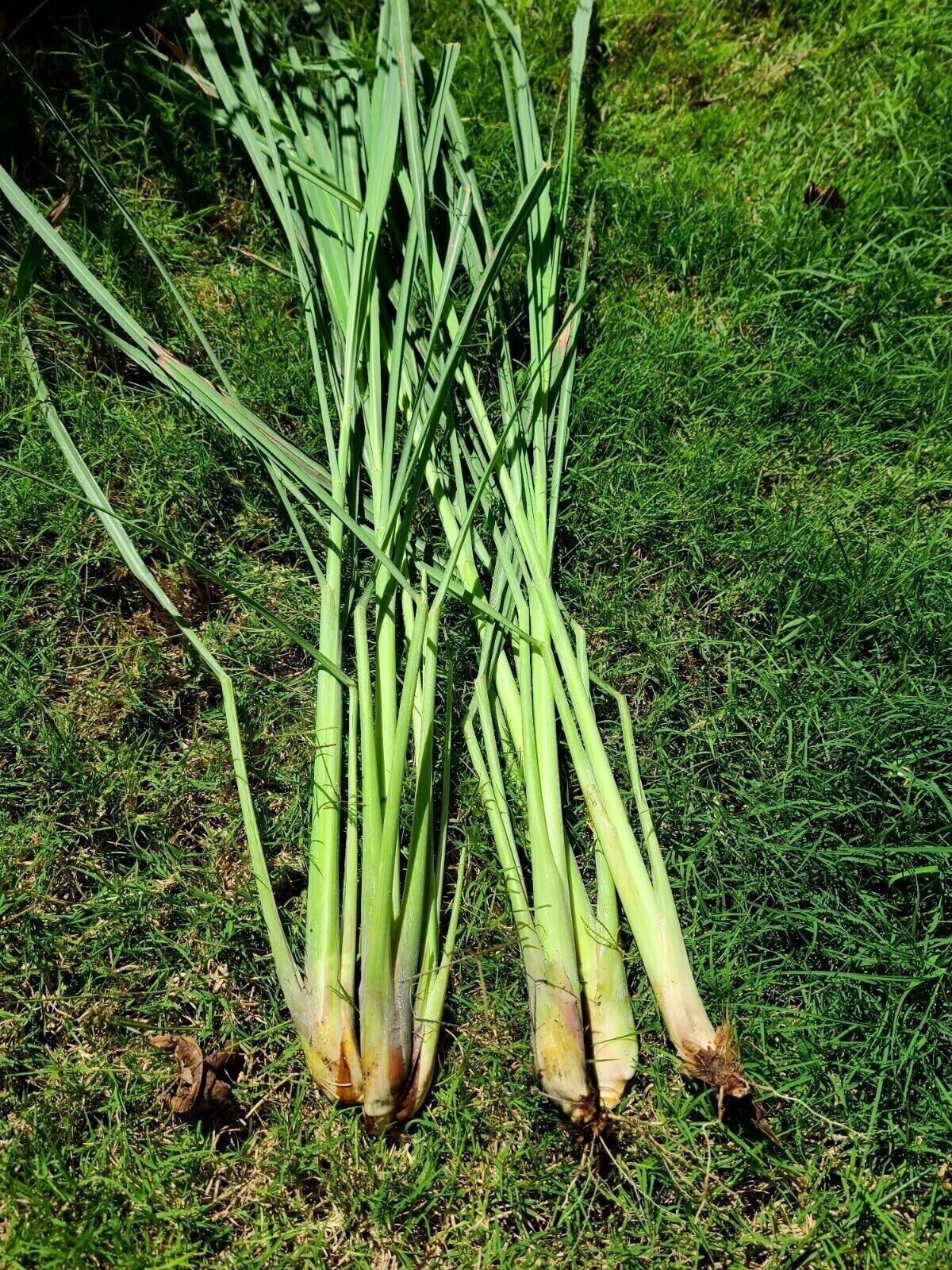 4 Fresh Lemongrass Stalks, Live Plant, Fresh Cut – Lemon Grass Ready To Grow