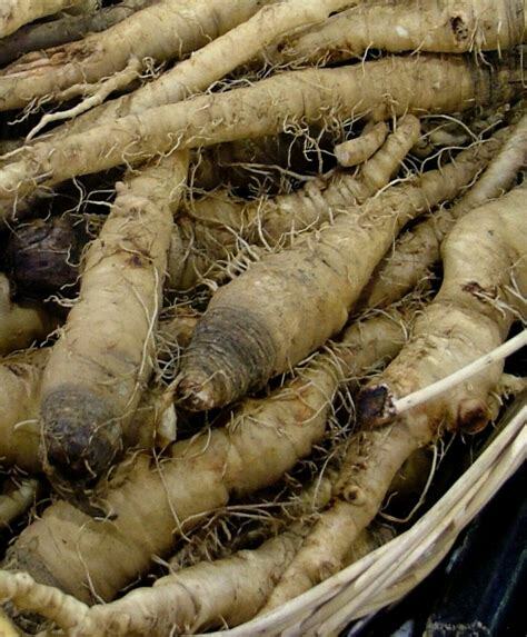 Salsify Seeds Mammoth Sandwich Island 25 Ct Vegetable NON-GMO USA FREE SHIPPING