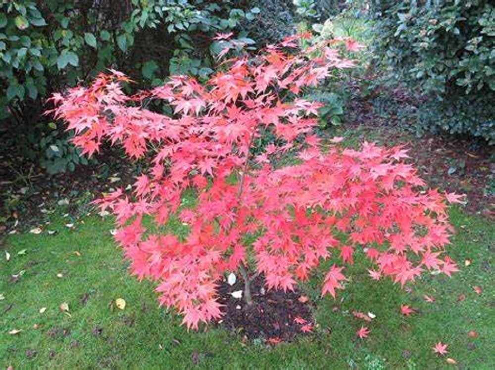 5 Omato Japanese Maple Tree Seeds