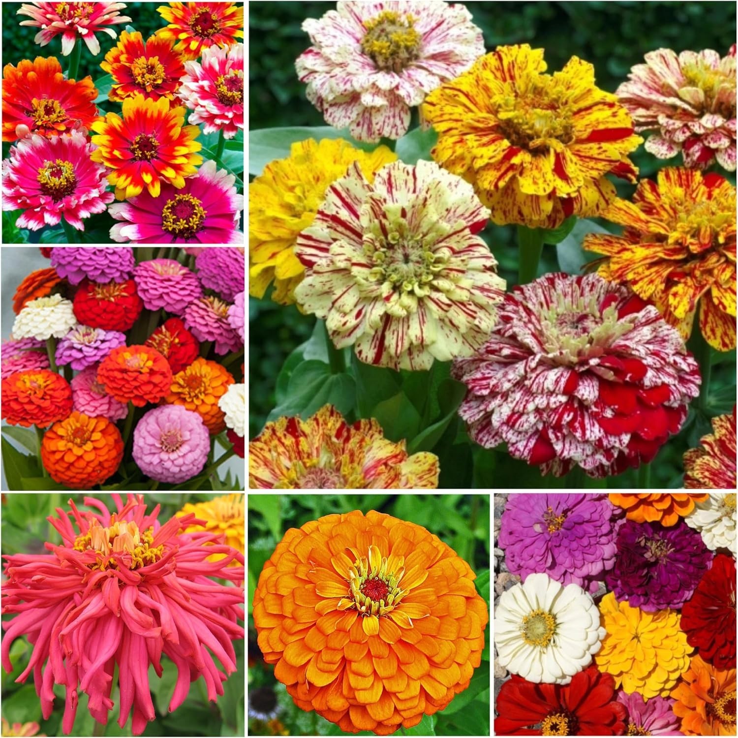 Heirloom Zinnia Seeds – 15+ Varieties, 1,000 Seeds for Cut Flower Gardens