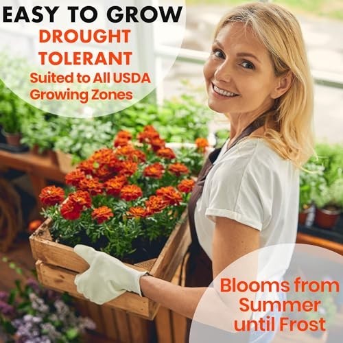 5600+ Marigold Seeds Mix for Planting Outdoors – Dainty, Petite & Sparky Varieti