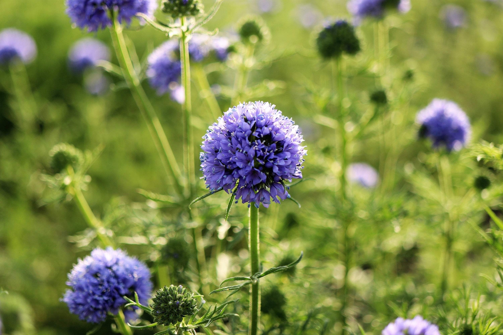1500 GLOBE GILIA Bluehead Gilia Capitata Thimble Flower Seeds