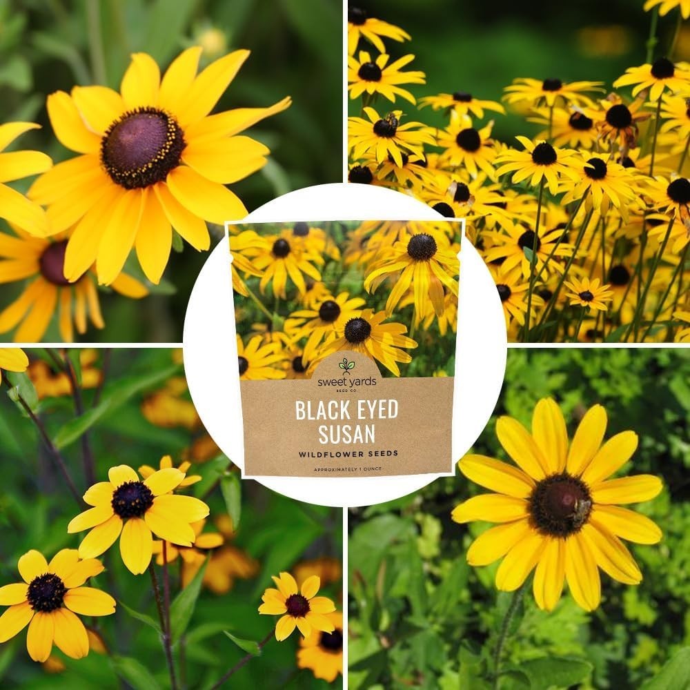 Guaranteed Grow: 1 Ounce of Black Eyed Susan Seeds – Perfect for Any Gardener