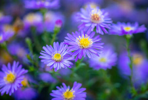 25+ Blue Corn Marigold Seeds for Garden Planting – USA – FREE SHIPPING!