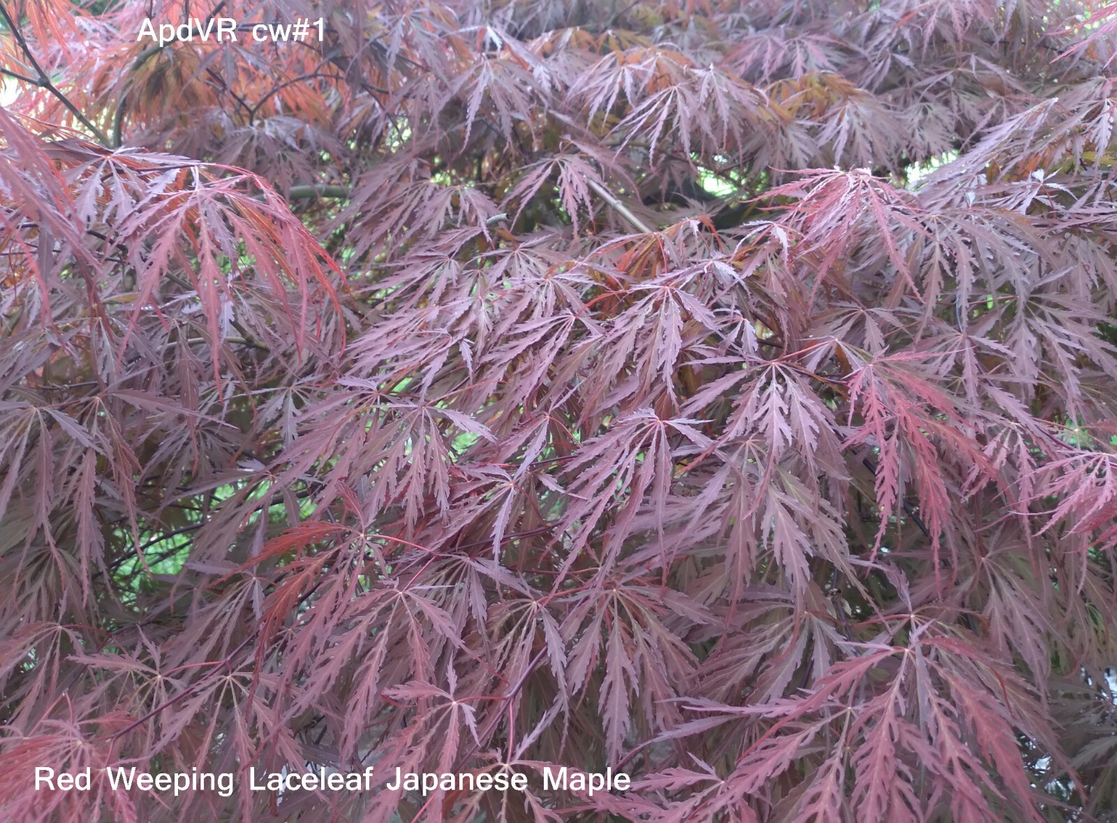 SEEDS Japanese Maple Weeping Red Laceleaf, Acer palmatum dissectum 15 ea