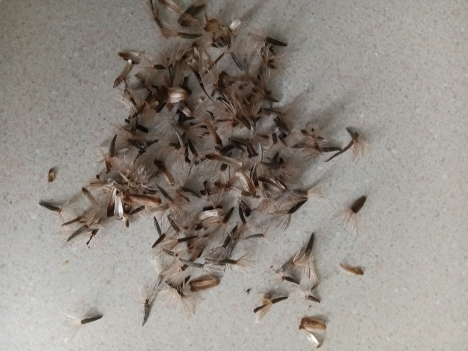 Purple Blazing Star Seeds 20pcs