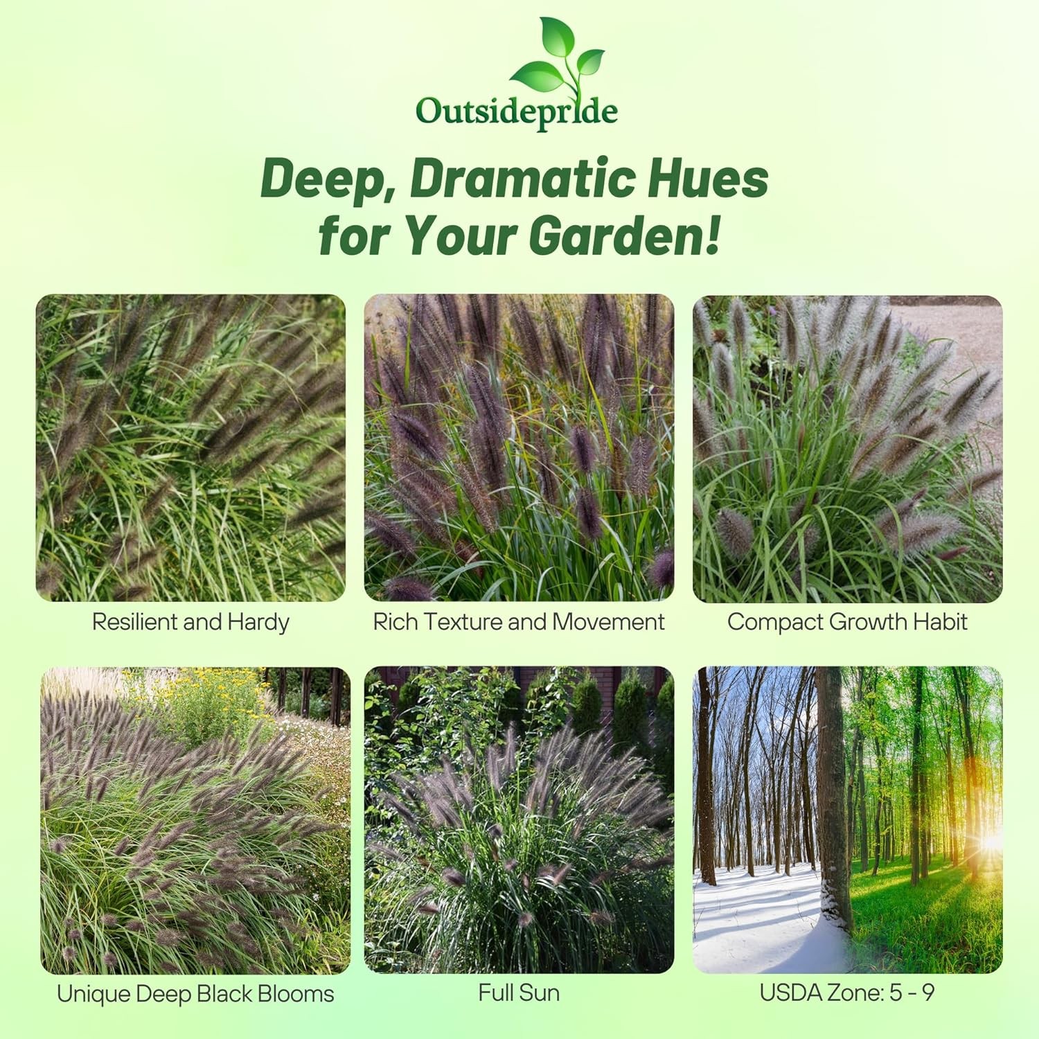 100 Seeds Fountain Ornamental Grass Seed For Planting – Pennisetum