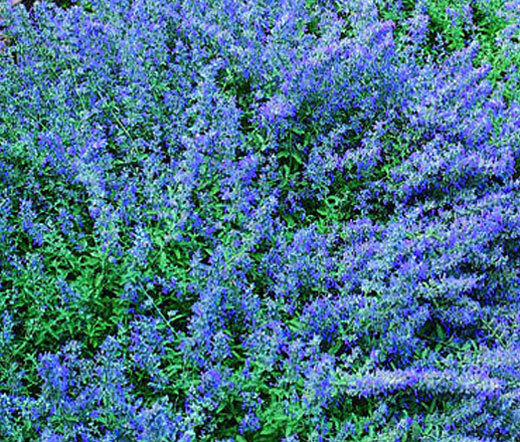 CATMINT BLUE Nepeta Mussinii – 5,000 Bulk Seeds