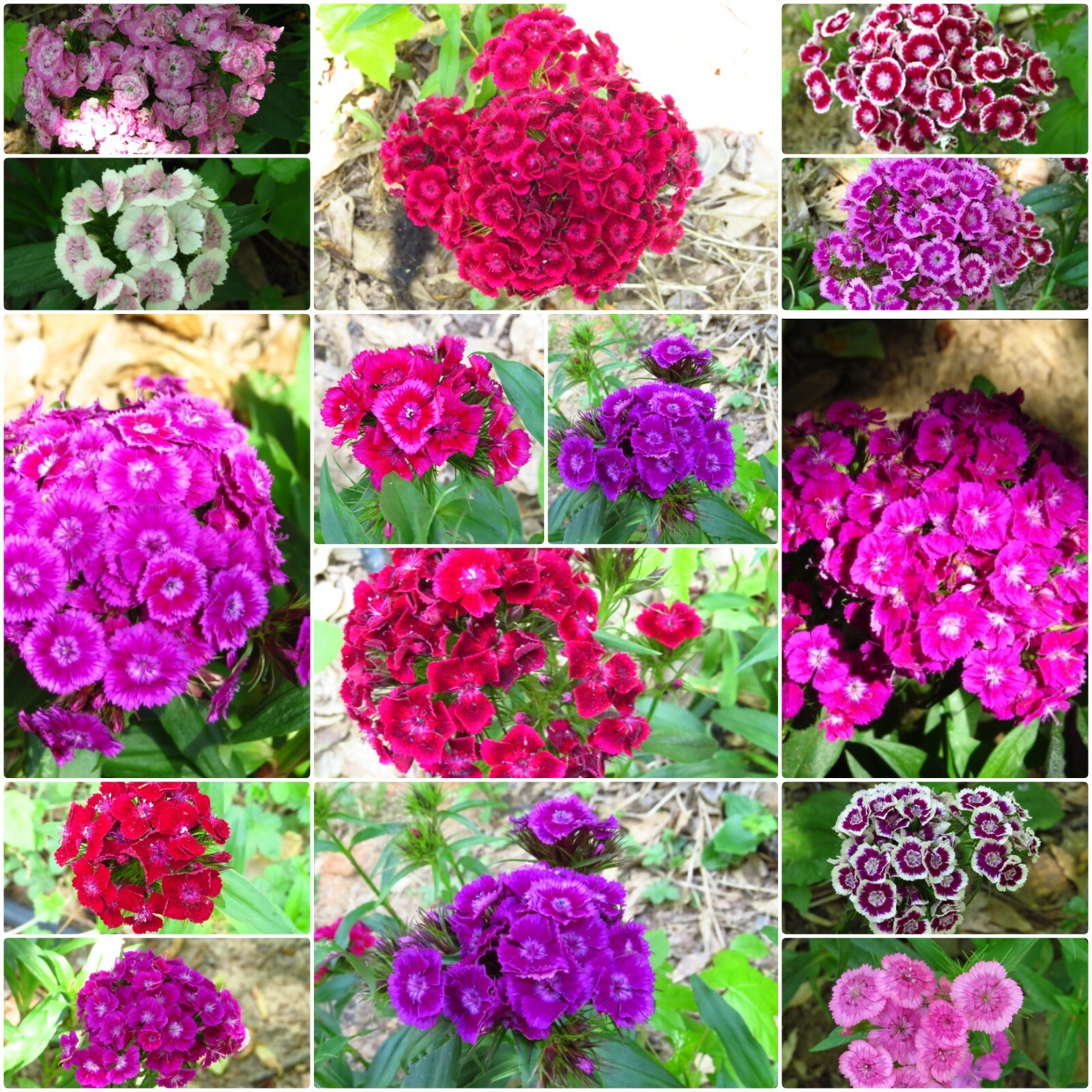 100+ Sweet William Mix Colors Flower Seeds, Biennial plant,US grown.
