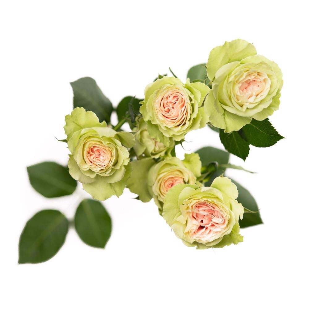 Pink and Green Rose Seeds ~ Flower Bush ~ Perennial Flowers ~ Roses ~ Fragrance