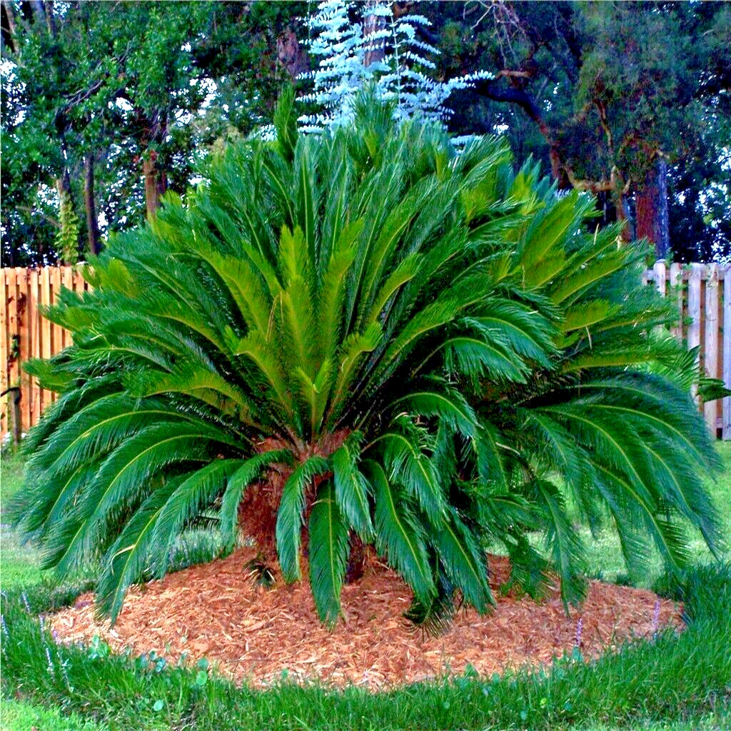 10 King Sago Palm Seeds (Cycas Revoluta) Rare Tropical Prehistoric Cycad Hardy-8