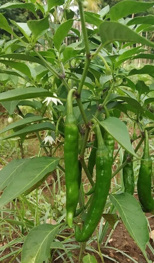 50 Guntur Sannam Chilli Pepper seeds Medium hot, thick cayanne type Heirloom OP