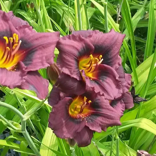 Hemerocallis ‘Siloam Plum Tree’ Daylily one mature eyes, bareroot