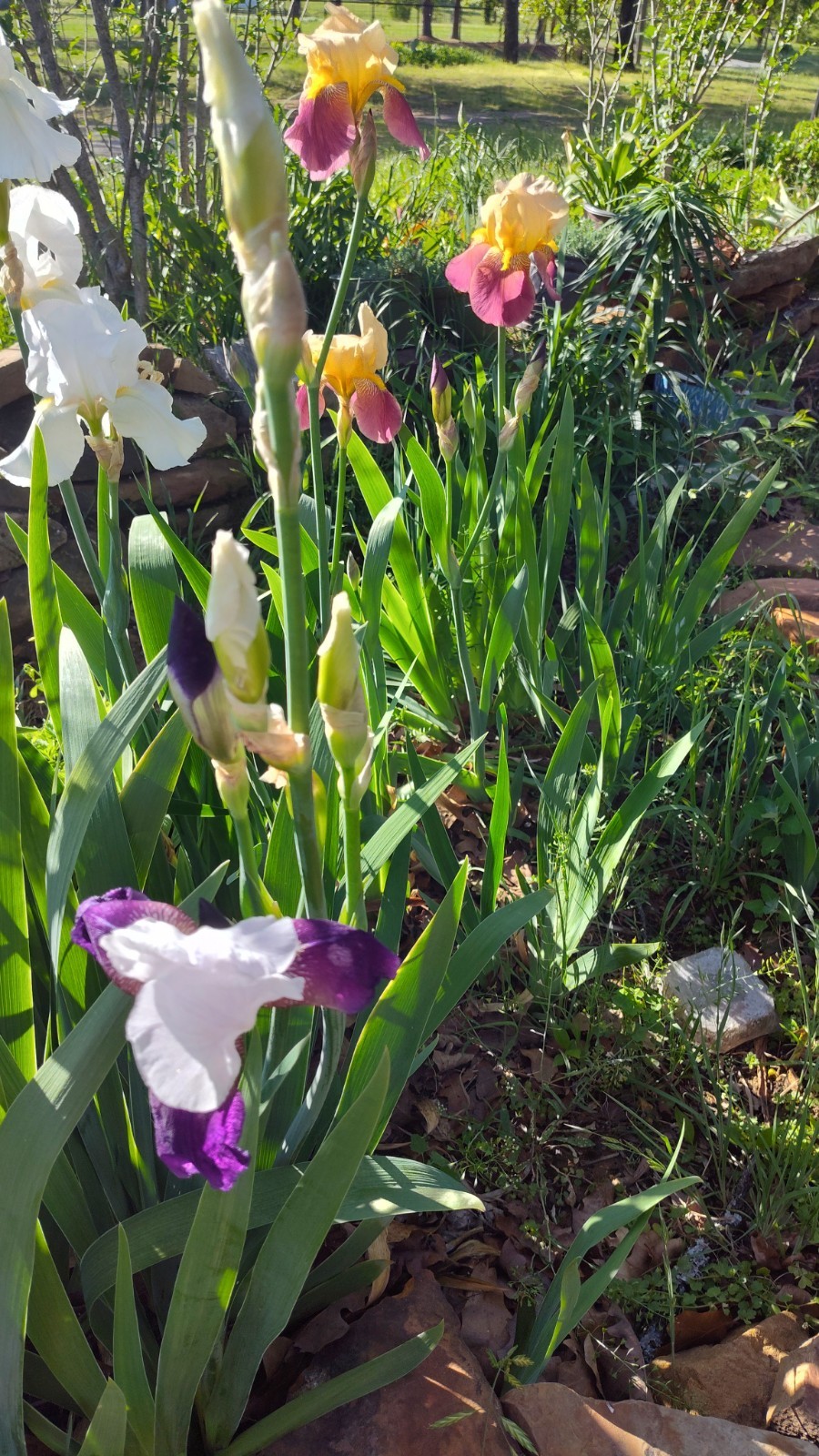 Hardy Iris Rhizomes – 5 Pack – Mixed Colors – Easy to Grow