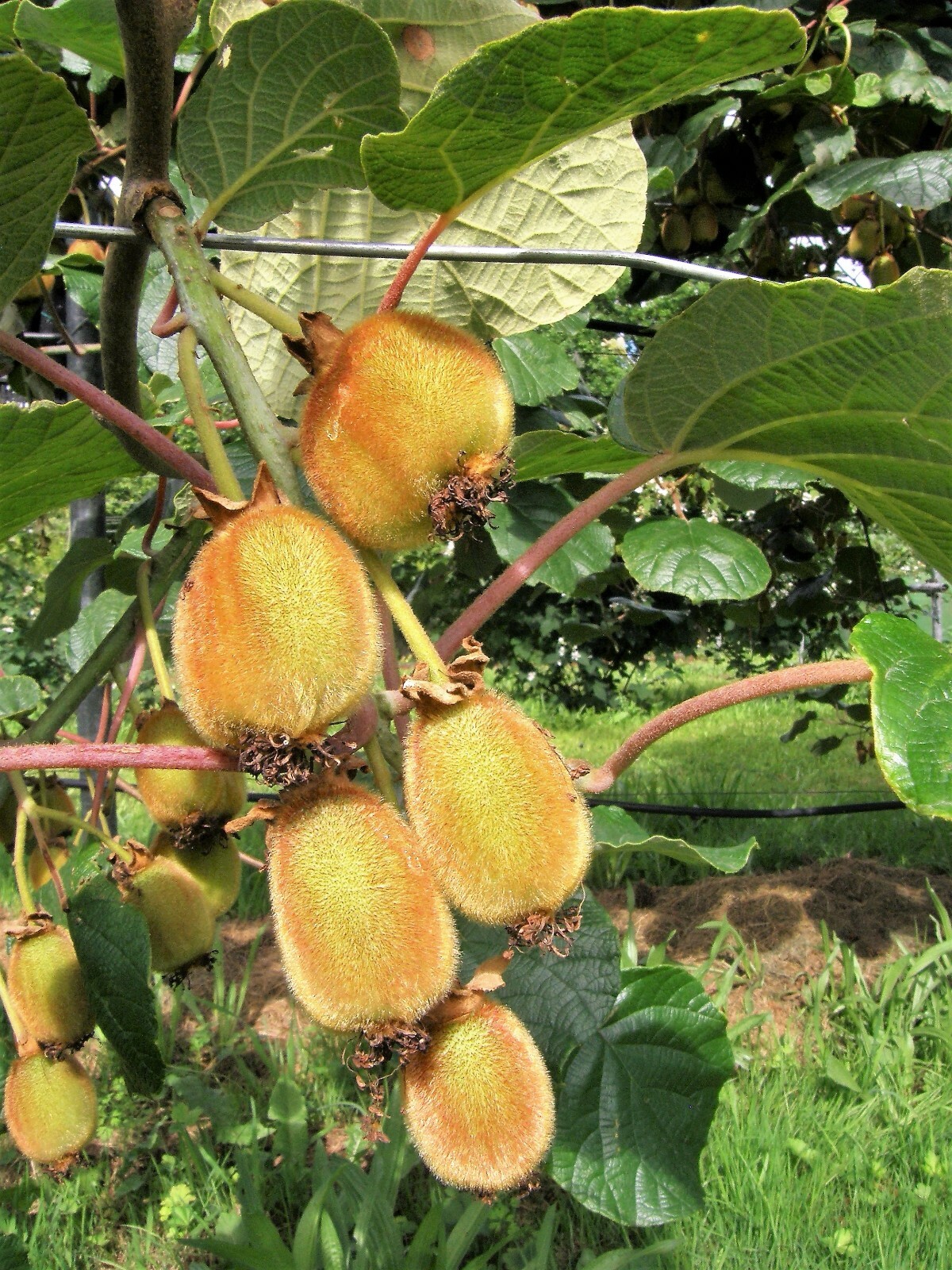 Actinidia deliciosa Kiwi Vines Fruit bearing 10 seeds