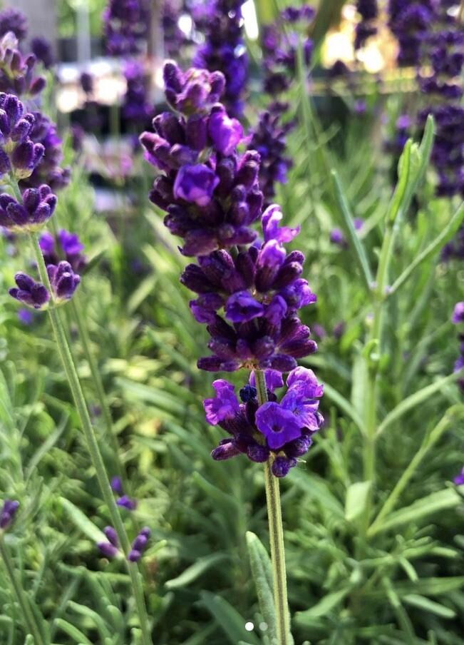25 Organic Lavender Seeds