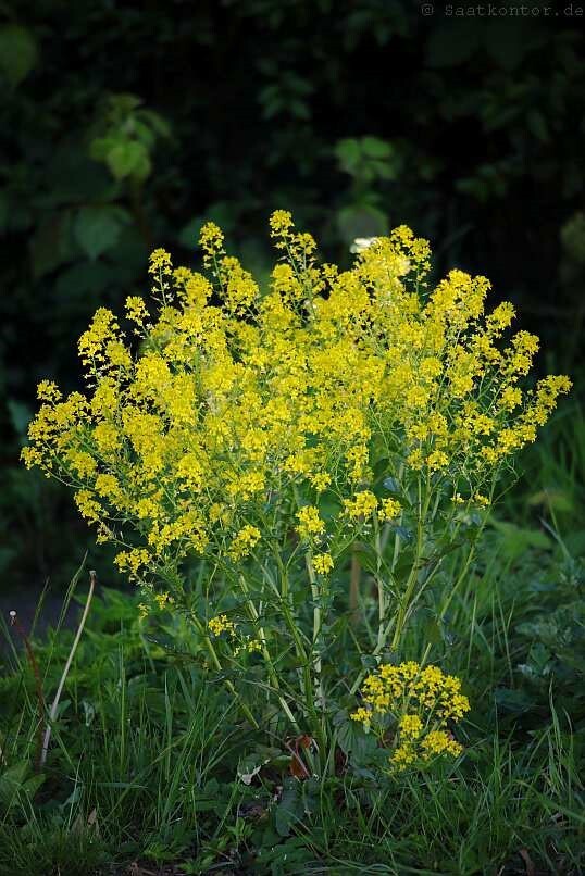Barbarea vulgaris Winter Cream | St. Barbaras Herb | Wintercress | 100_Seeds