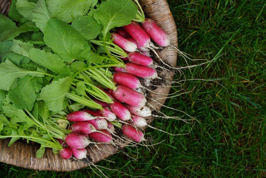 French Breakfast Radish: 80 Seeds