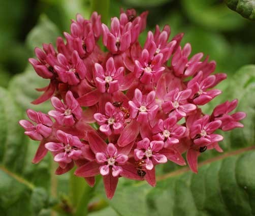 Asclepias purpurascens Purple Milkweed 25 seeds