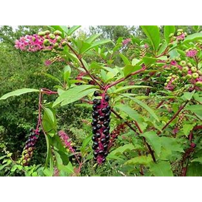 100 wild poke berry seeds pokeweed native dye ornamental plant
