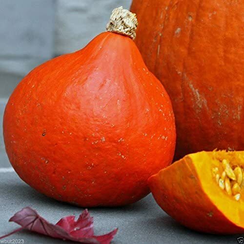 Red Kuri Squash Seeds | 10 Seeds | Non-GMO | Free Shipping | Seed Store | 1122