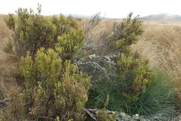Ozothamnus leptophyllus | Cotton Everlasting | 50 Seeds