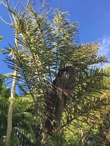 Wallichia disticha | Distichous Fishtail or Wallich Palm | 5 Seeds