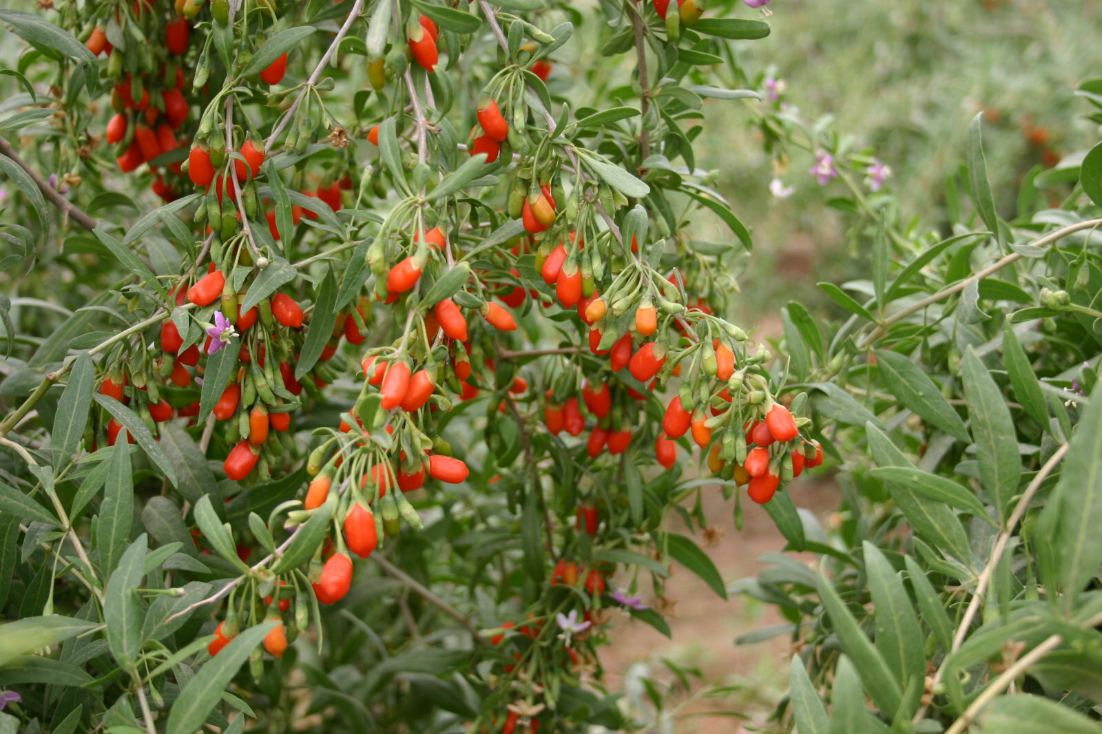 50+ Goji Berry Seeds – FREE SHIPPING – QUALITY Lycium barbarum – Wolfberry