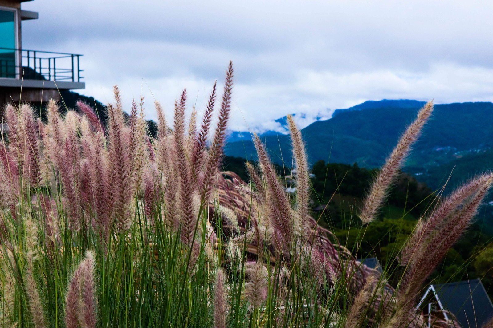 25 PURPLE FOUNTAIN GRASS Ornamental Pennisetum Setaceum Dark Burgundy Flower See