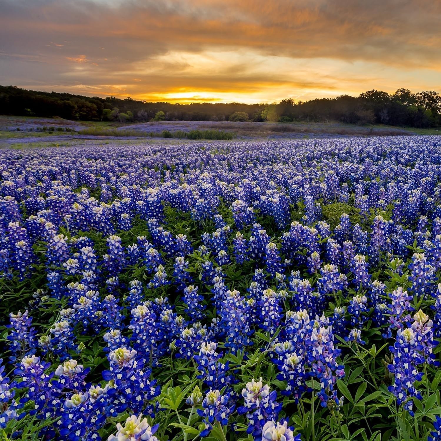 Bluebonnet Flower Seeds 1lb – Vibrant Spring Blooms, Pollinator Friendly