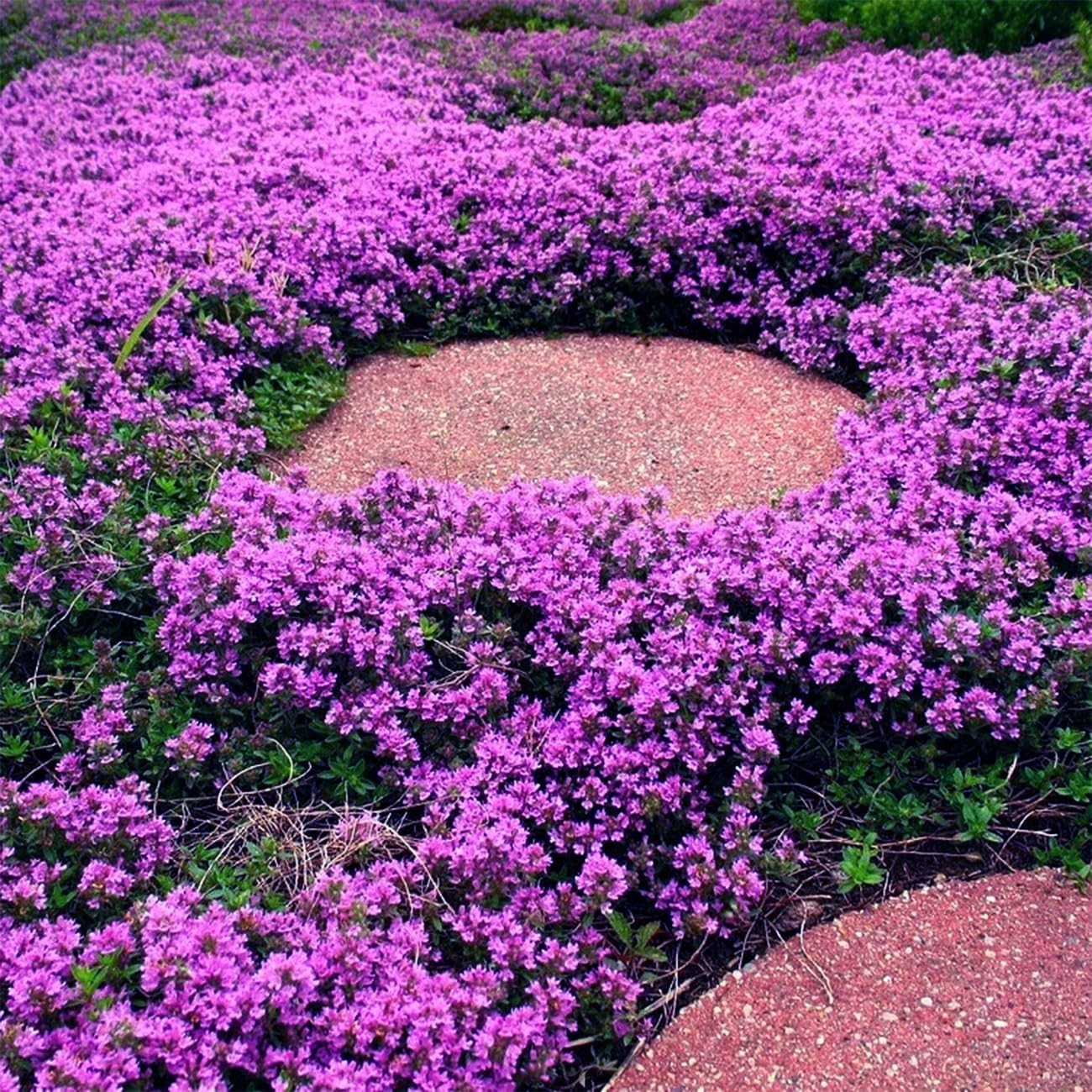Heirloom Purple Creeping Thyme Seeds – 20000+ Count for Lush Spring Blooms