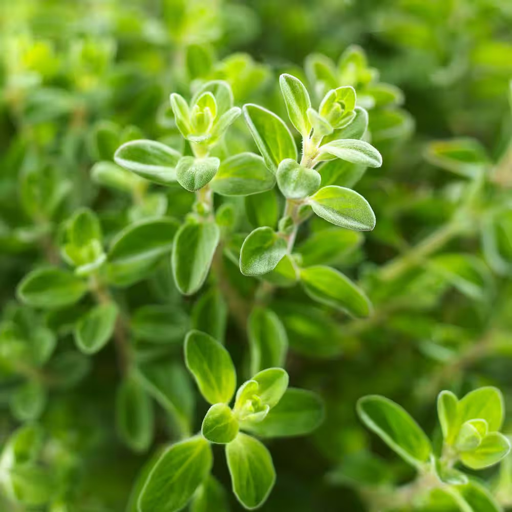 19 Oz. Italian Oregano Herb Plant (2-Pack) Free Ship NEW