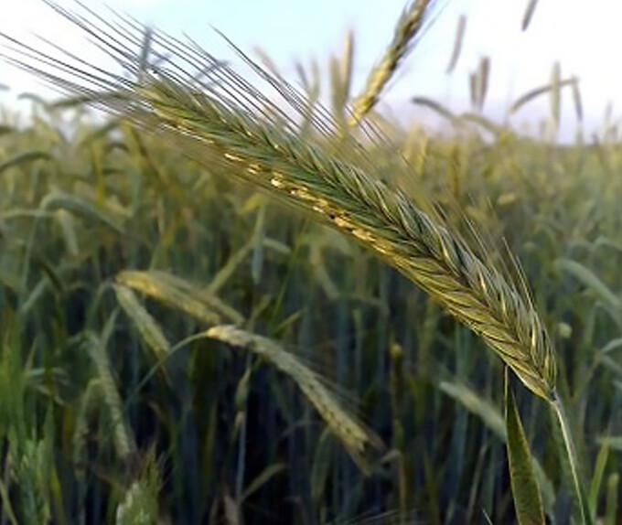 Rymin Rye Grain Seed