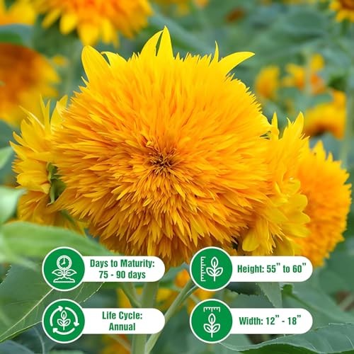 Dwarf Sunflower Seeds for Planting – Grow Teddy Bear Sun Flowers in Your 1