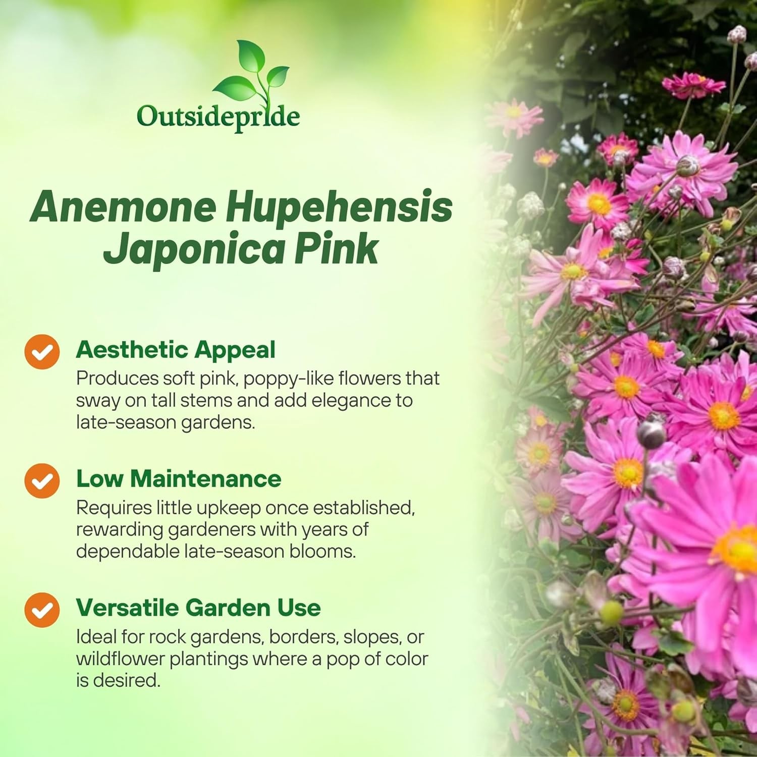 200 Seeds Anemone Seeds – Japonica Flower Seed