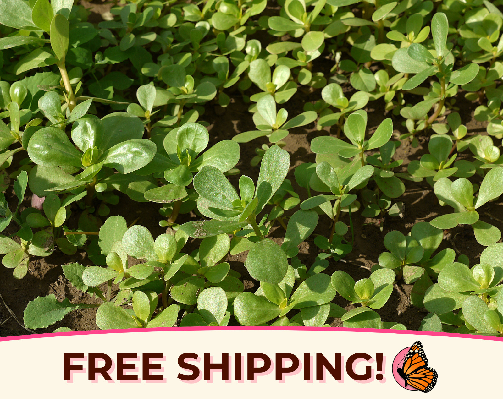 5400+ Green Purslane Seeds | Heirloom, Non-GMO, Vegetable Gardening Plant Seeds
