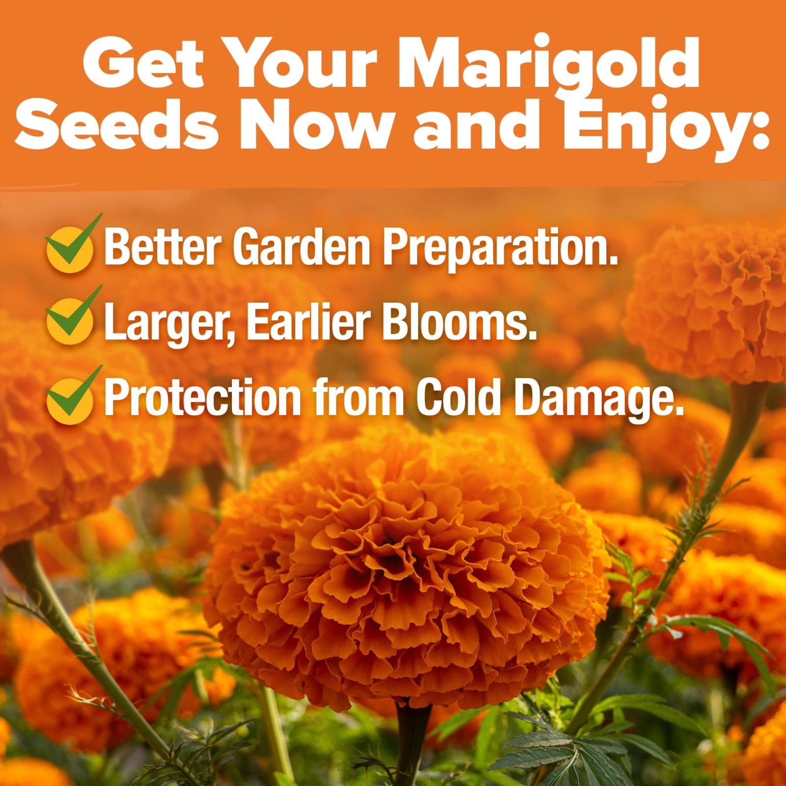 Crackerjack Marigold Seeds – 4 oz Bulk Pack | 35,000 High Germination Flower See