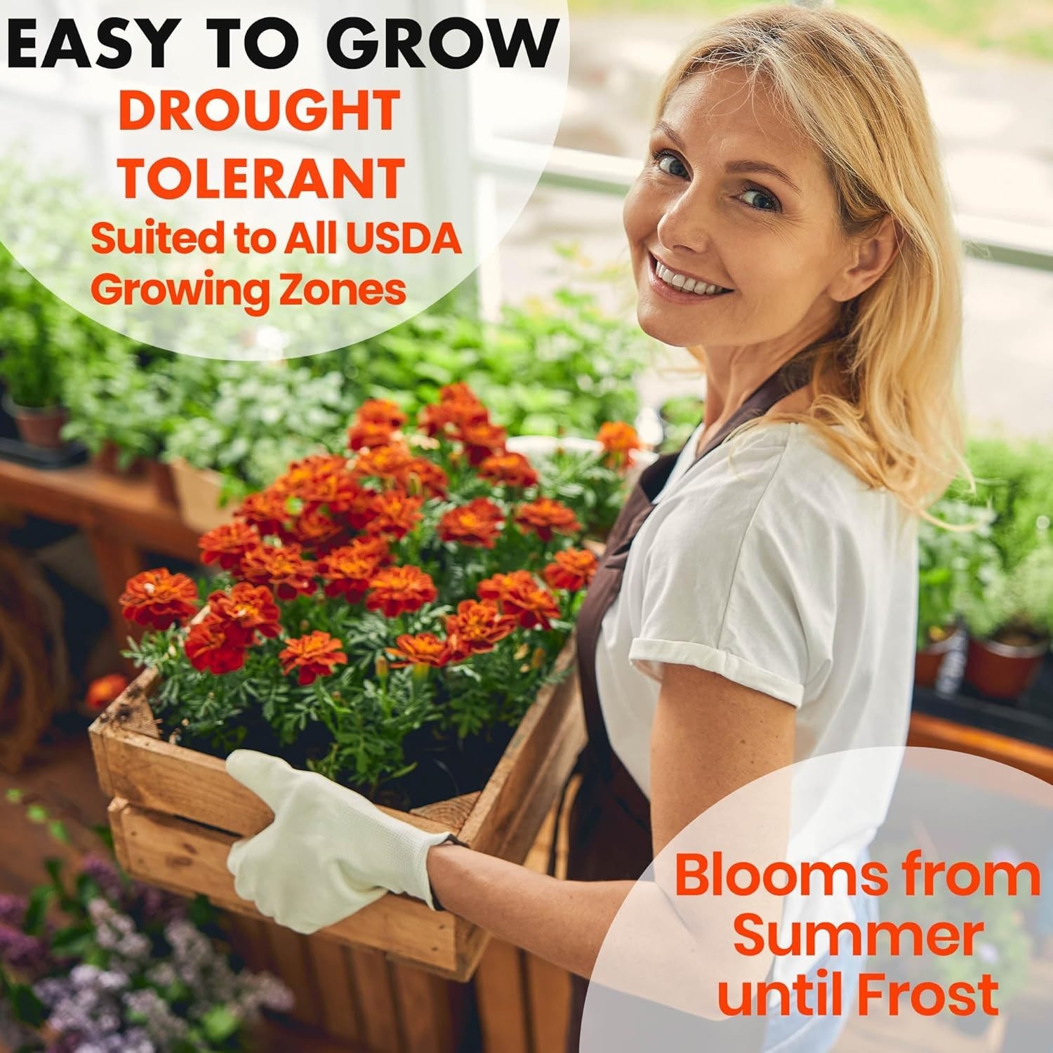 Vibrant Marigold Seeds for Outdoor Planting – 18” Tall Blooms in 5600 Count