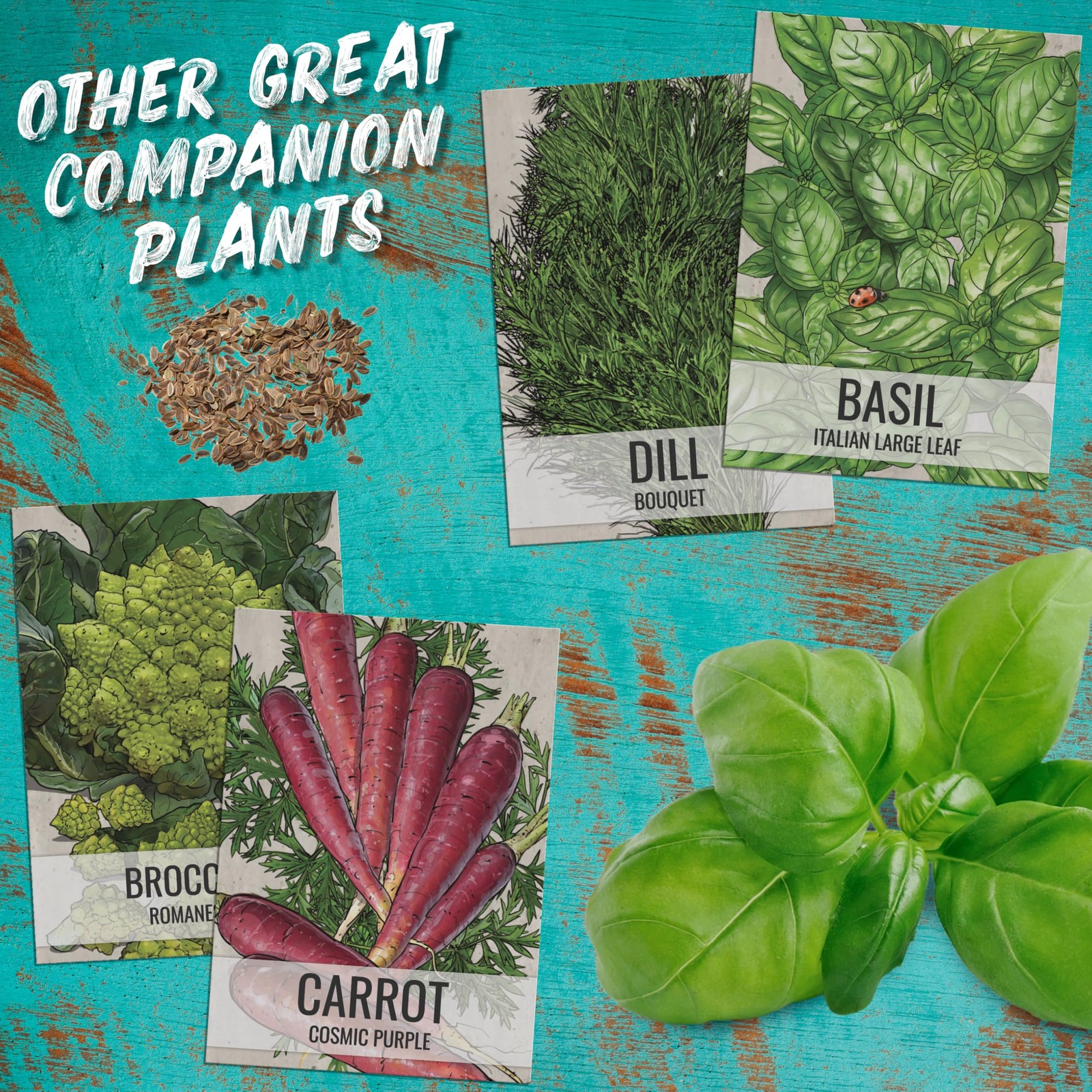 Cilantro Seeds for Planting Herb Seed | 3,500+ Non GMO Heirloom & Untreated S…