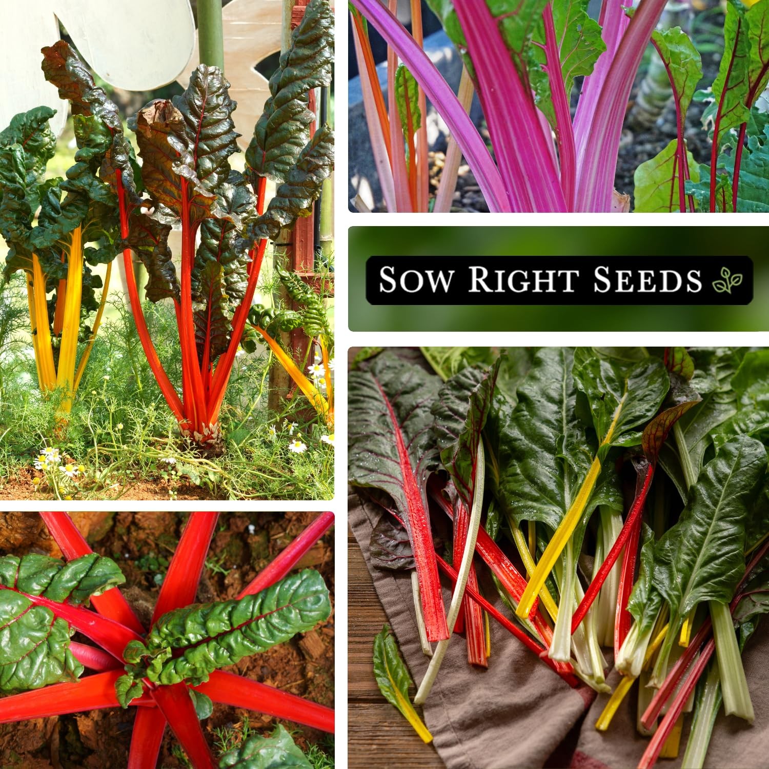 Rainbow Swiss Chard Seeds NonGMO Heirloom for Home Vegetable Garden