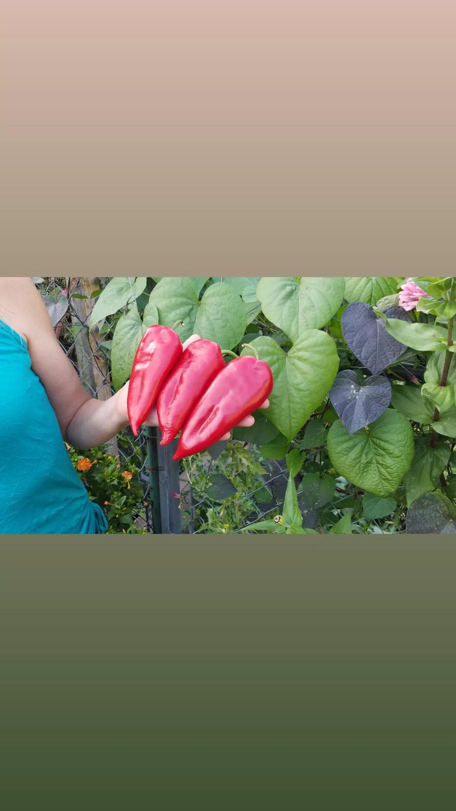 Ajvarski Sweet Pepper Seeds 10 Organic Seeds *Free Shipping*