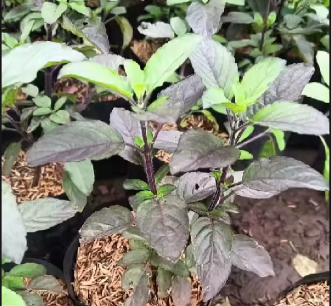 12 Holy Basil Plants ( Rama Tulsi ) Live Plants