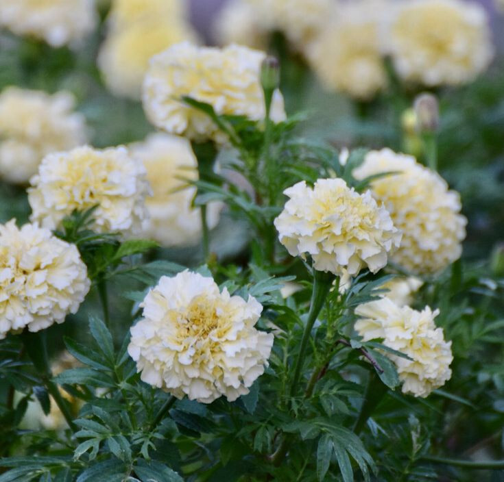 25+ Sweet Cream Marigold Seeds for Garden Planting – USA – FREE SHIPPING!