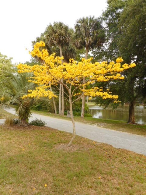Yellow Tabebuia Tree – LIVE TREE – Ships Well – Larger 8+ inches Tall – NIce ***